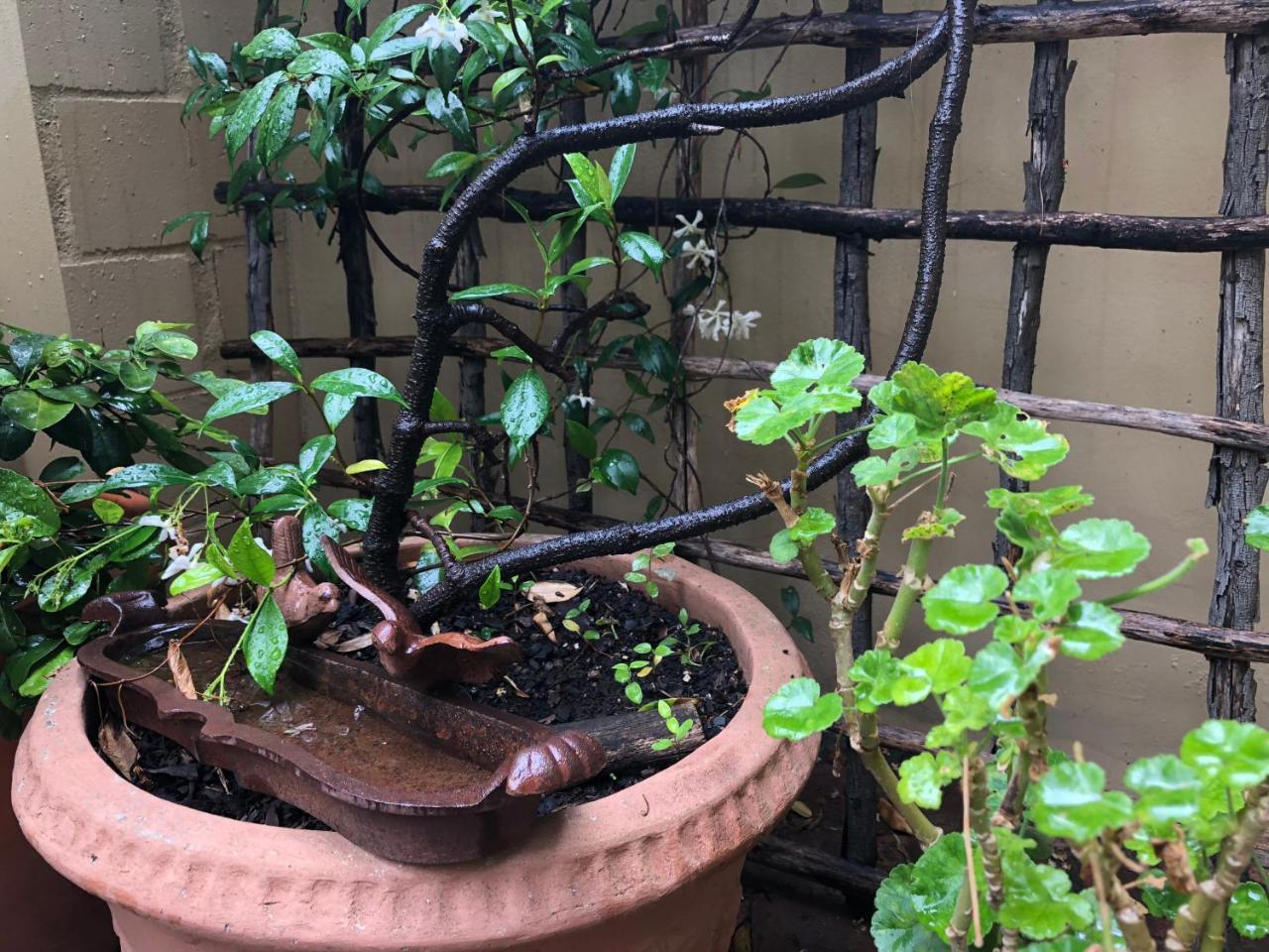 10 Alexander B&B Stellenbosch Zewnętrze zdjęcie